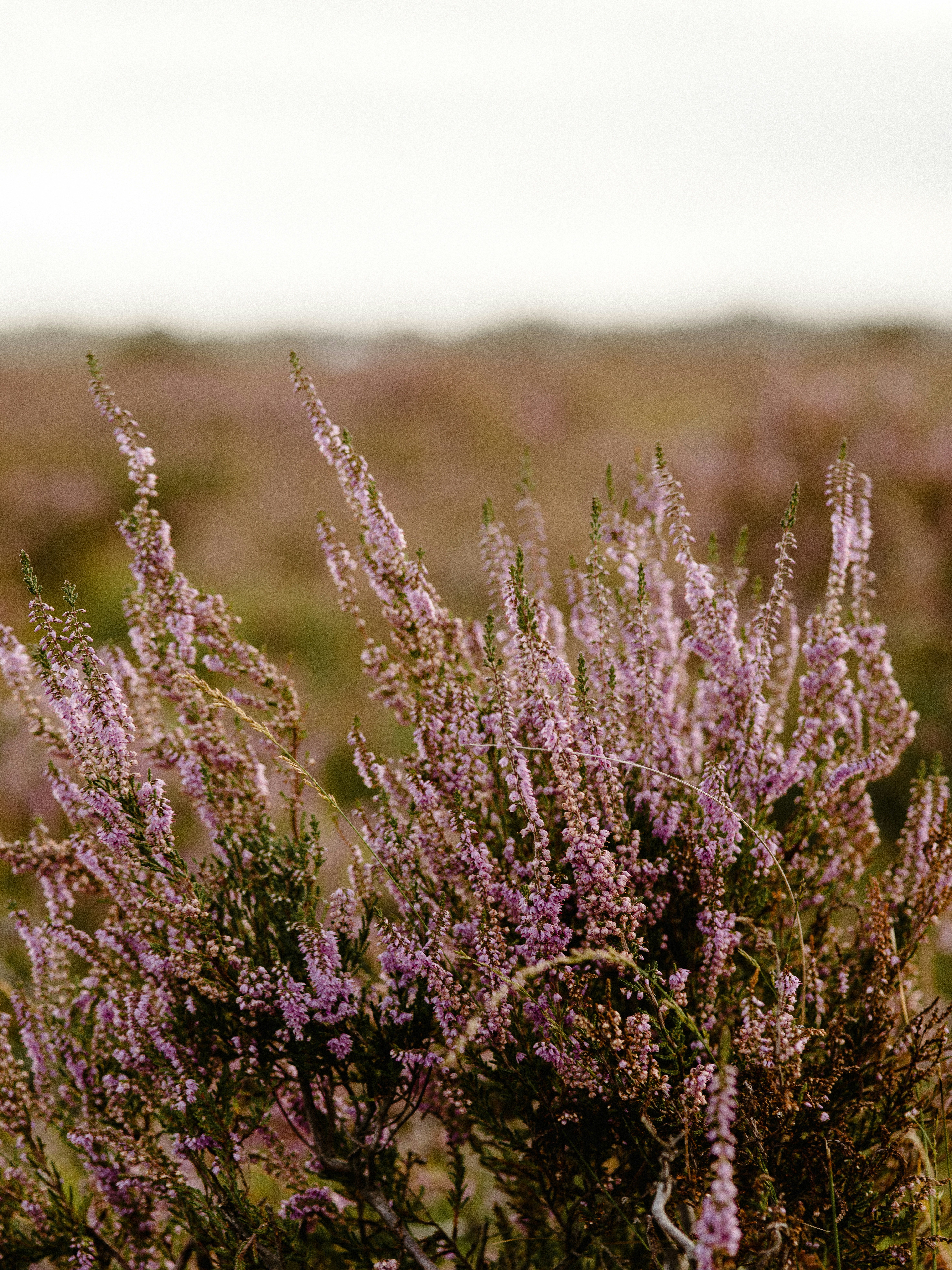 Photo by anniespratt