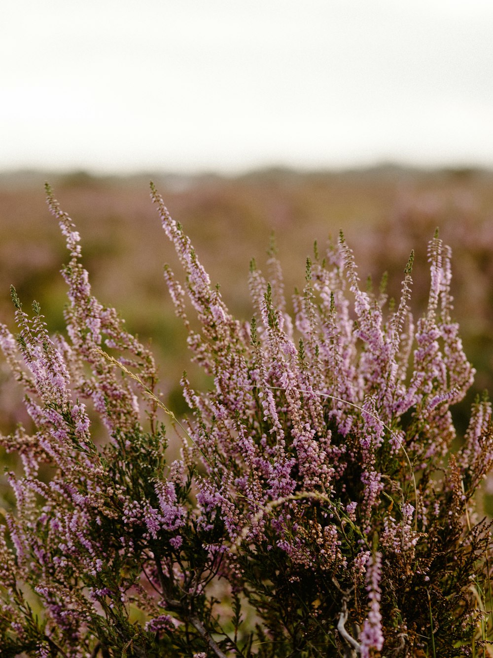 pink flowers during day