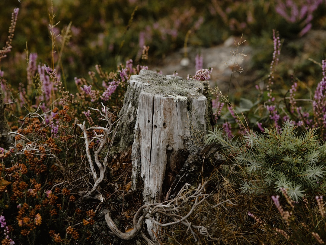 tree stump near flowering plants