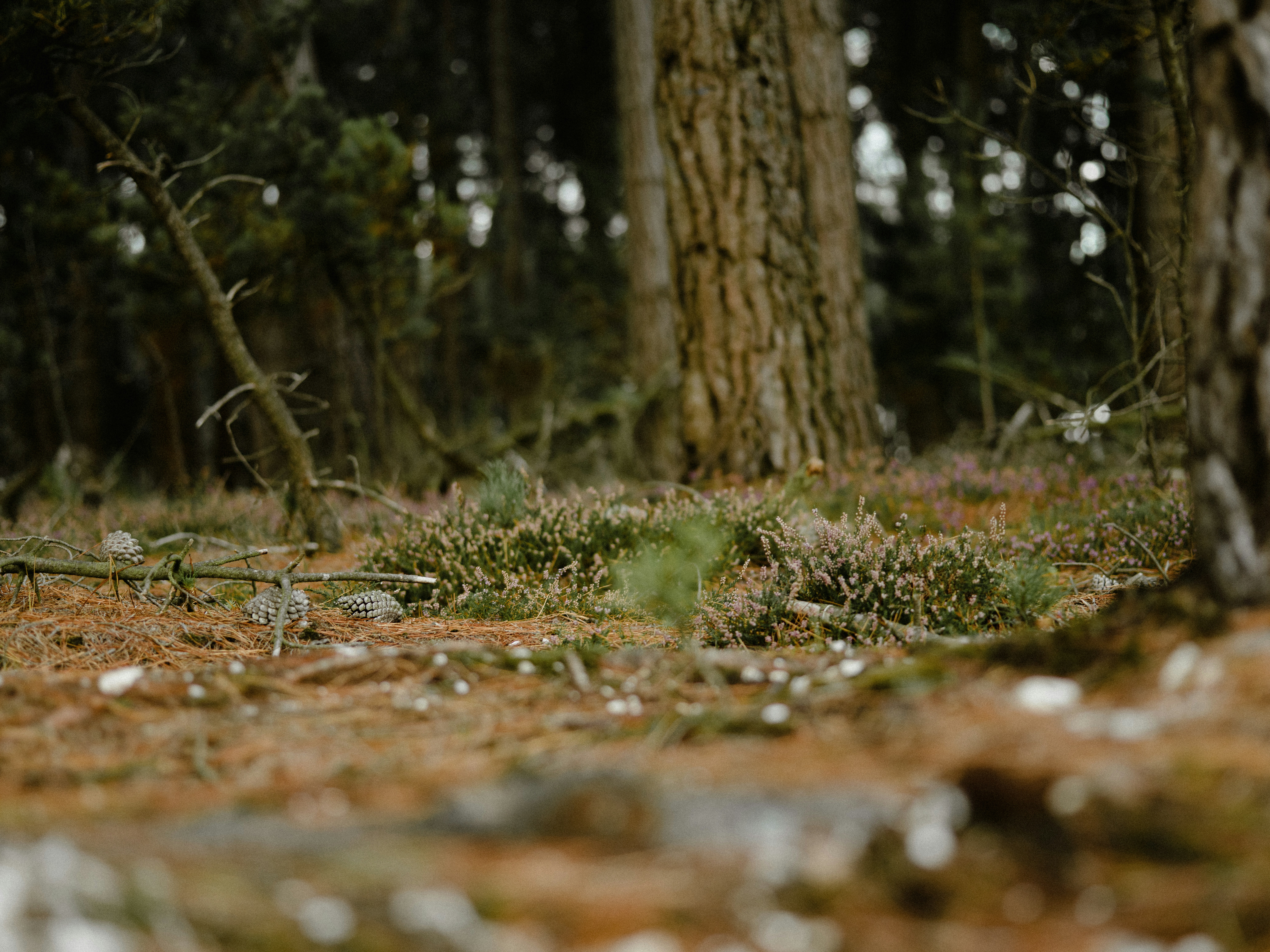 Photo by anniespratt