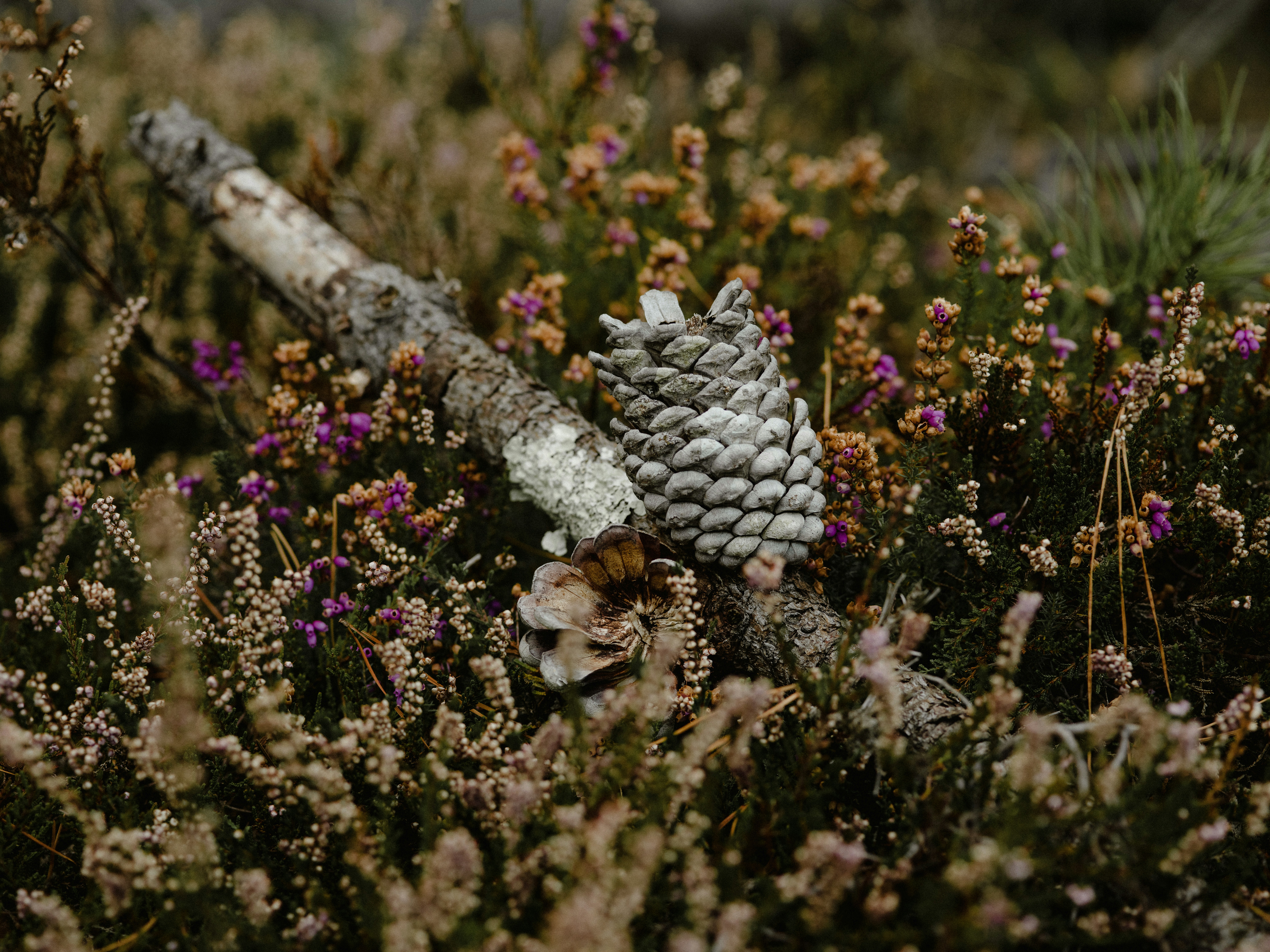 Photo by anniespratt