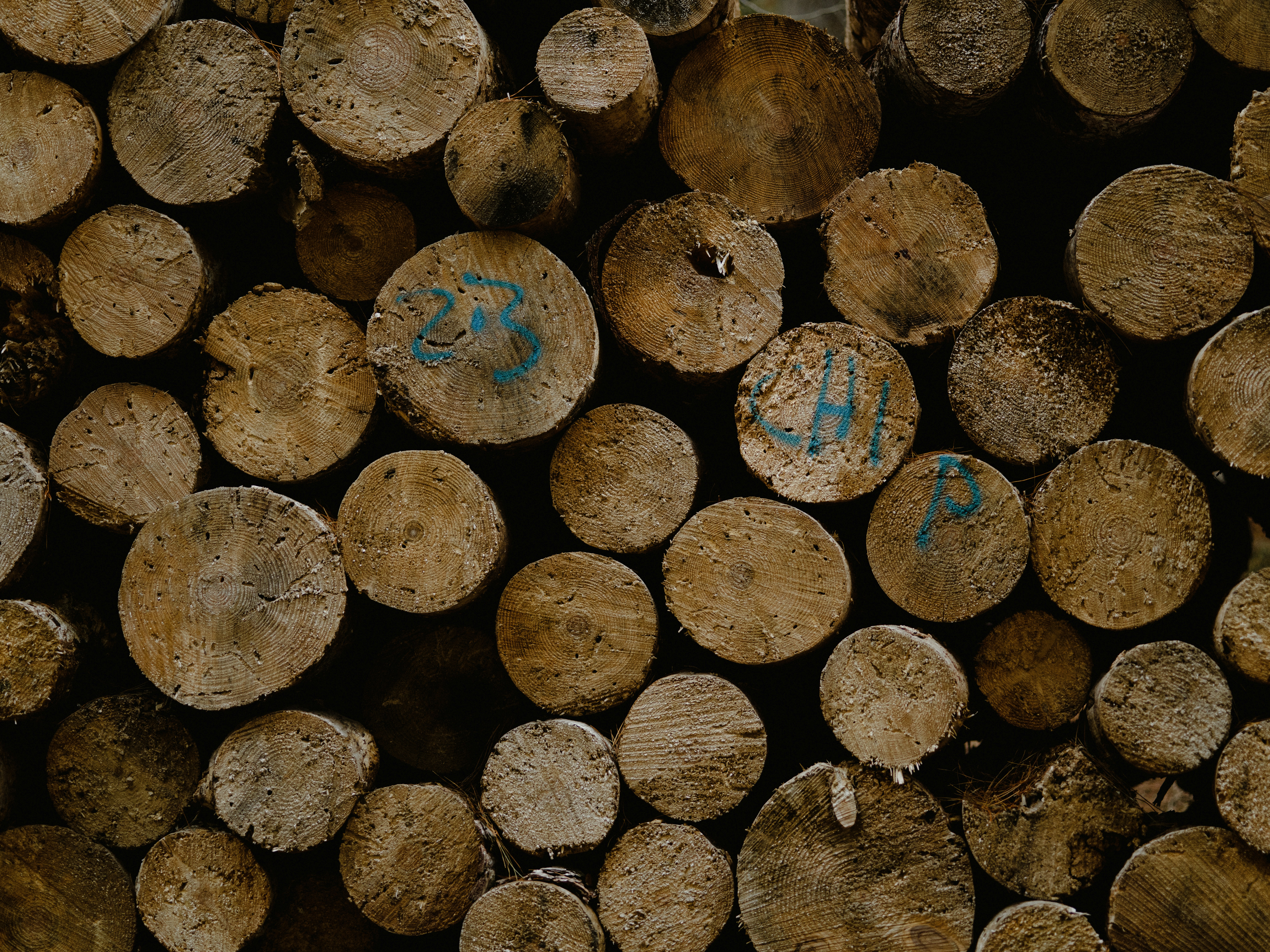 Photo by anniespratt