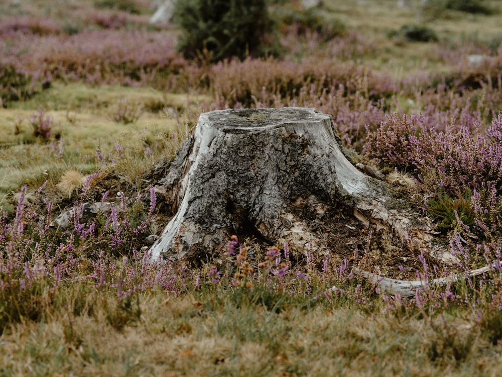 cut tree