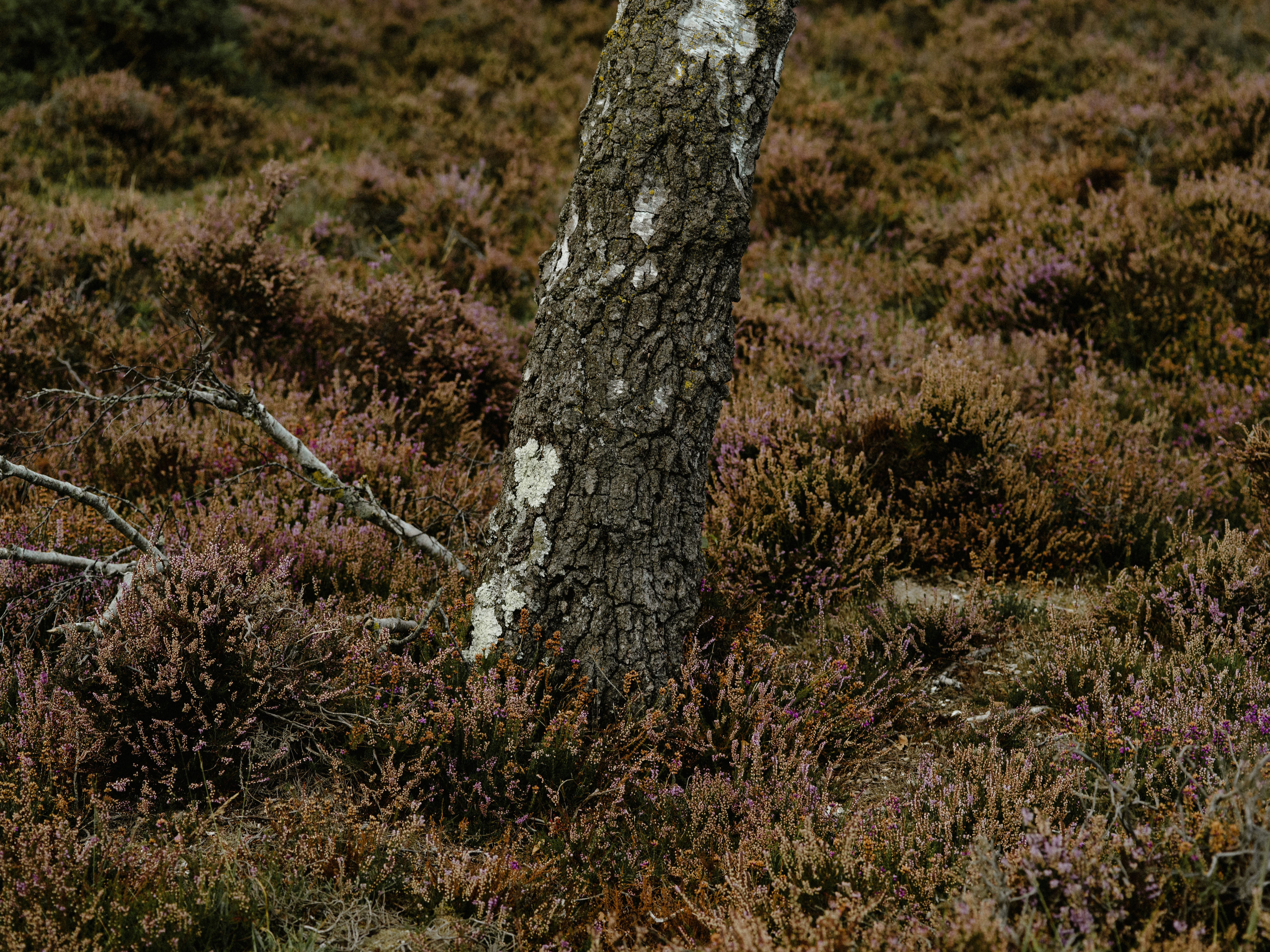 Photo by anniespratt