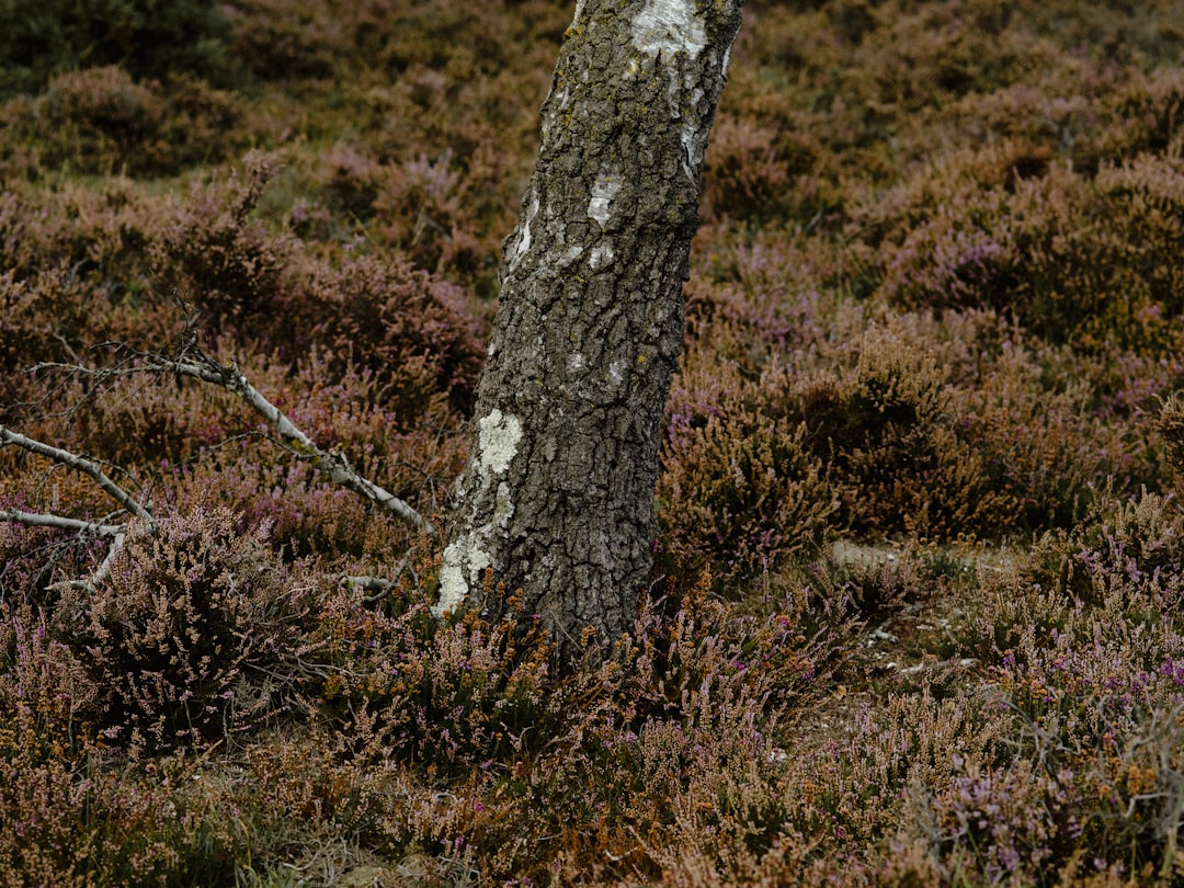 gray tree trunk at daytime