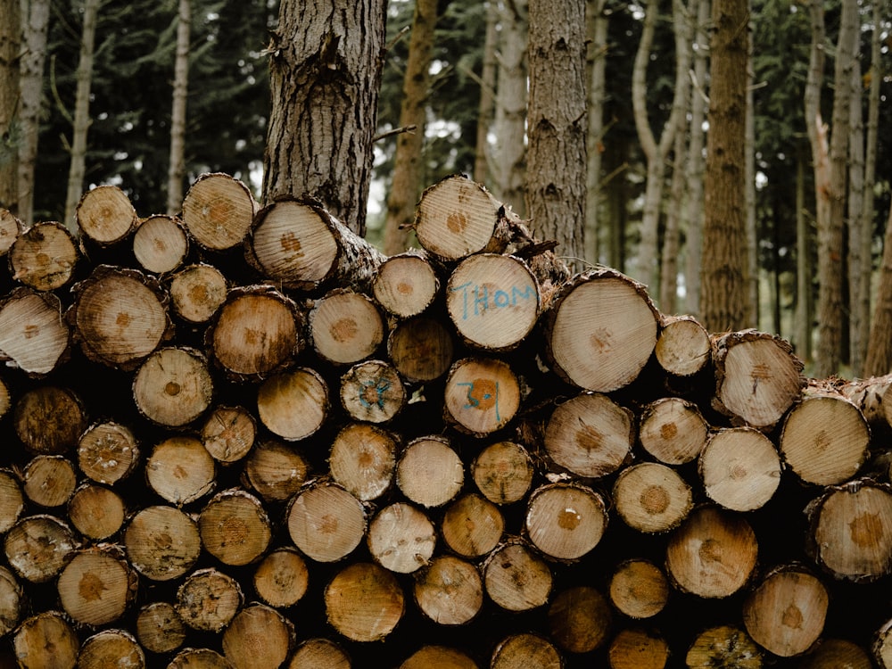 shallow focus photo of logs