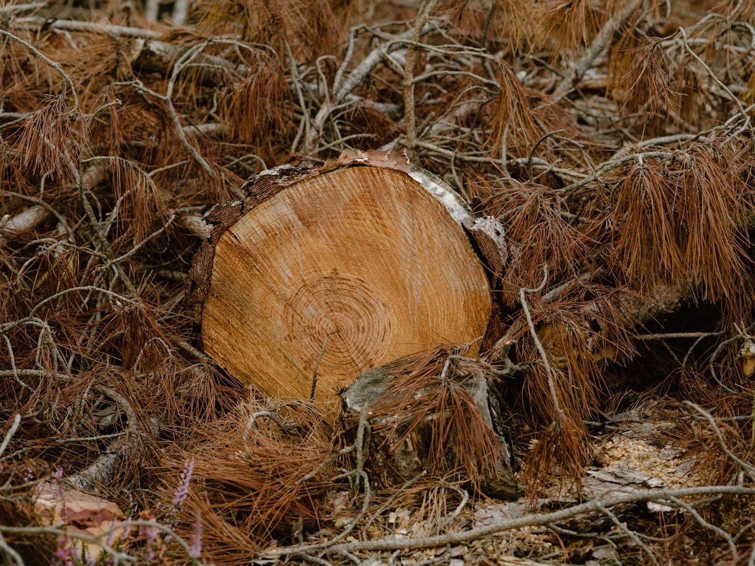 brown wood log