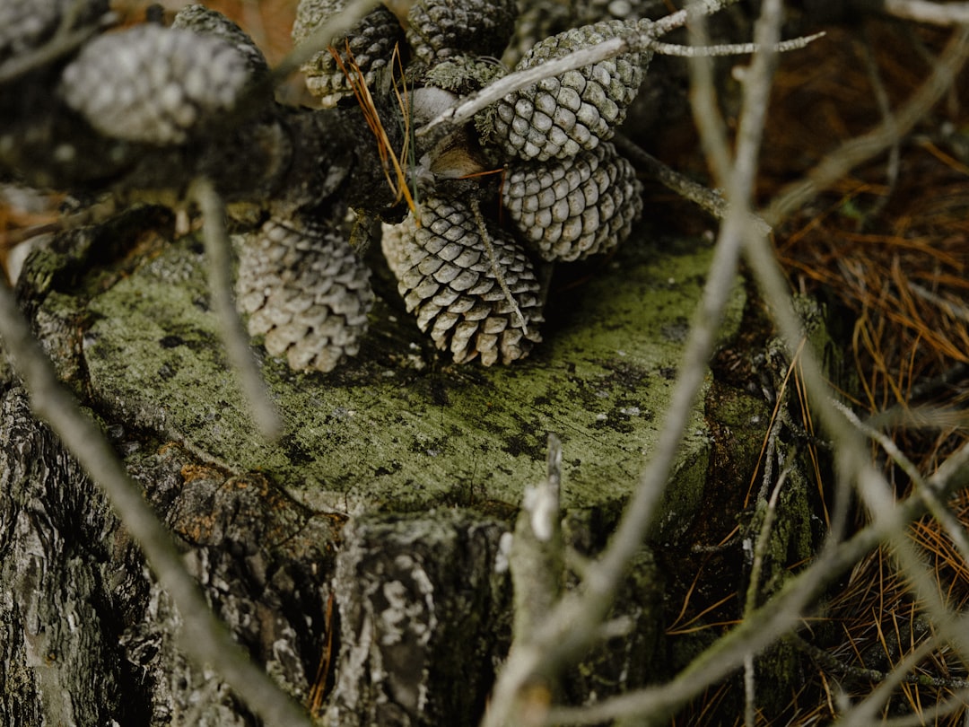 mulberries