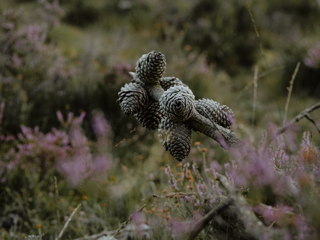 close-up photography of gray flower