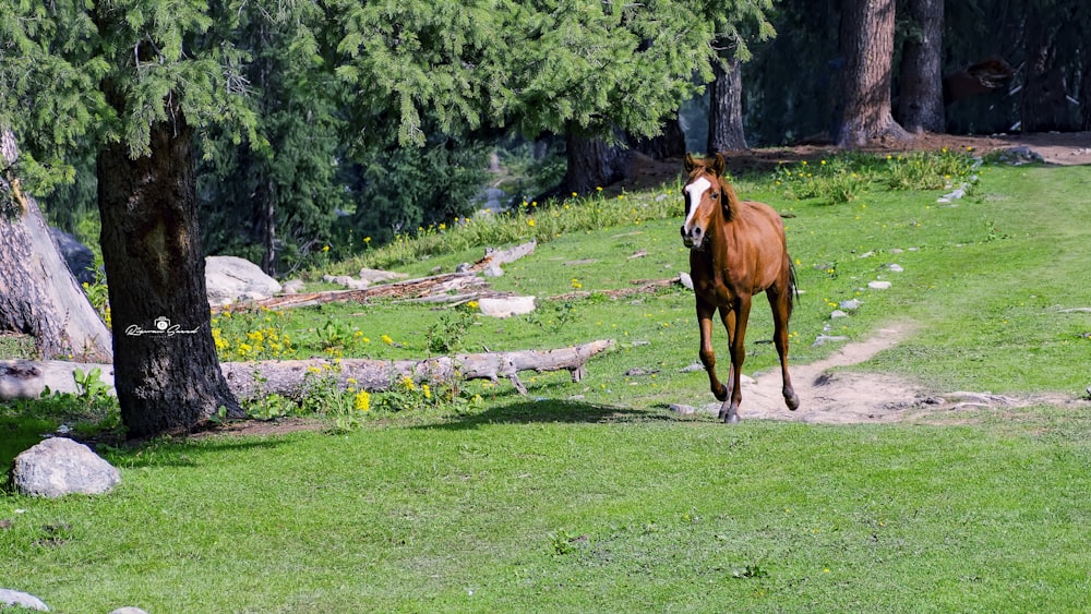 brown horse on green grass