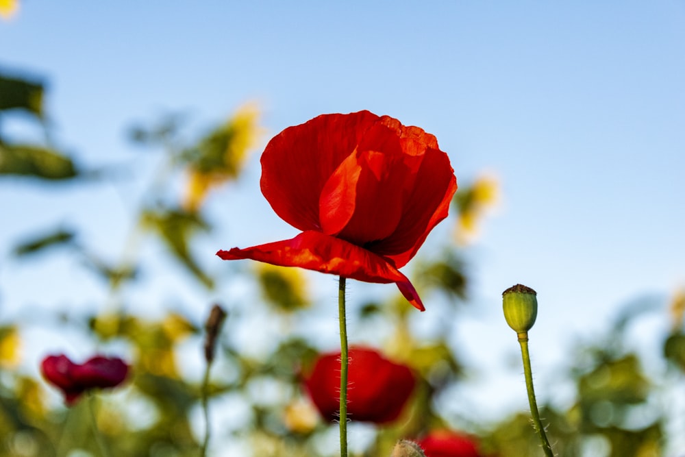 Flachfokusfotografie von roten Blumen