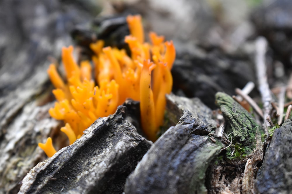 orange flower