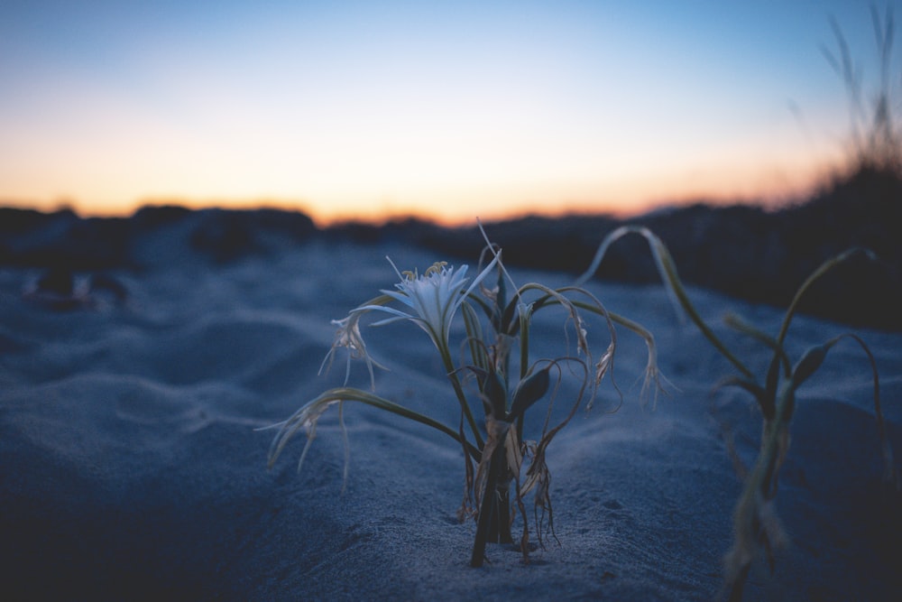 white plant on gray sand during sunset