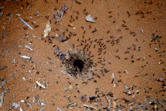 feathers and ants photo