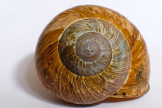 Close-up of Helix Original product bottle surrounded by natural snail shell elements.