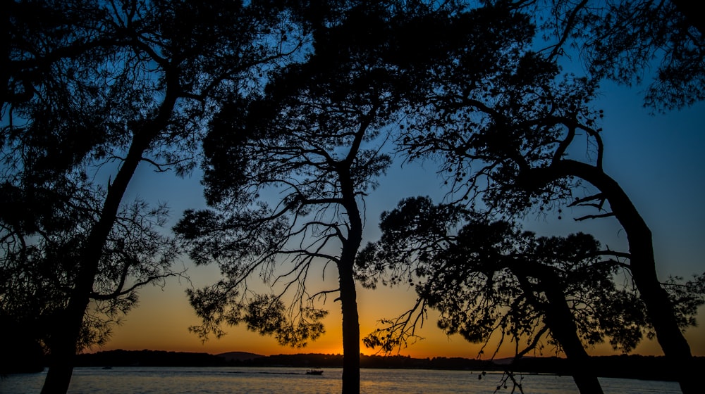 silhouette photo of tree