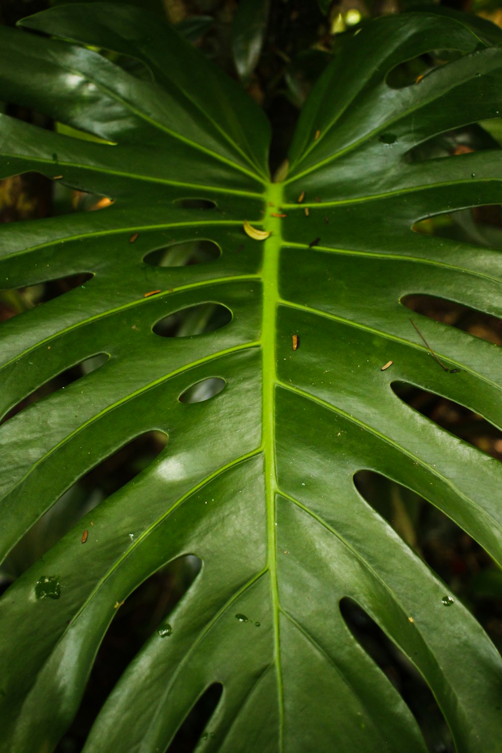 green-leafed plant