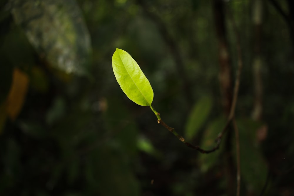 green leaf tree