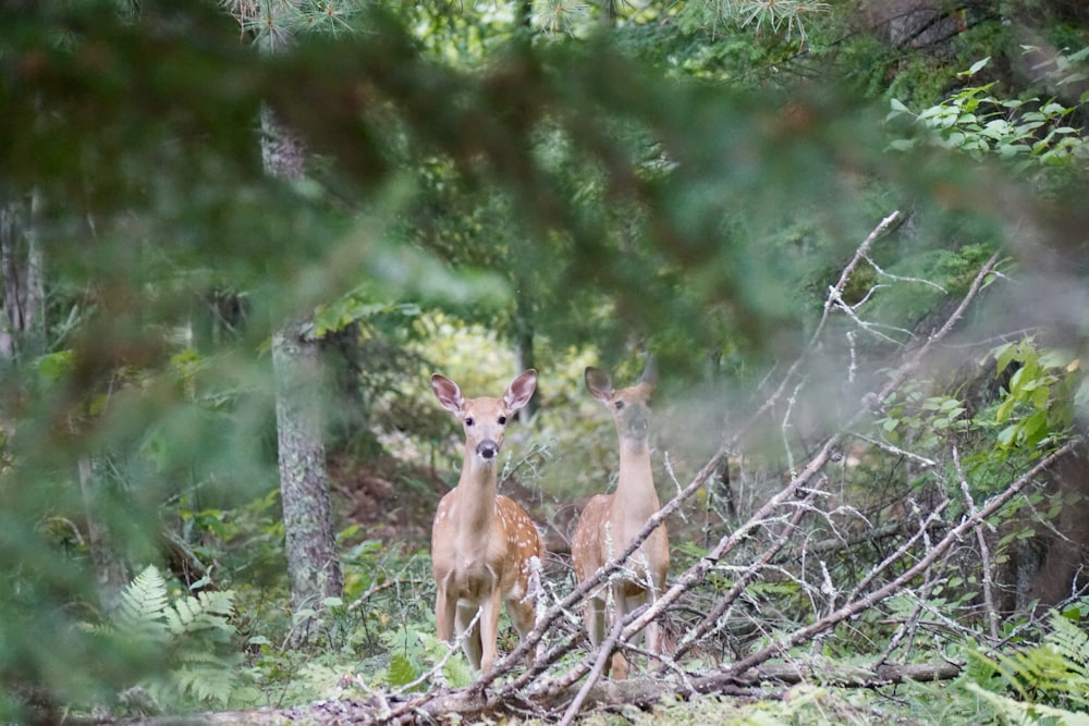 two deer standing beside tree at daytime