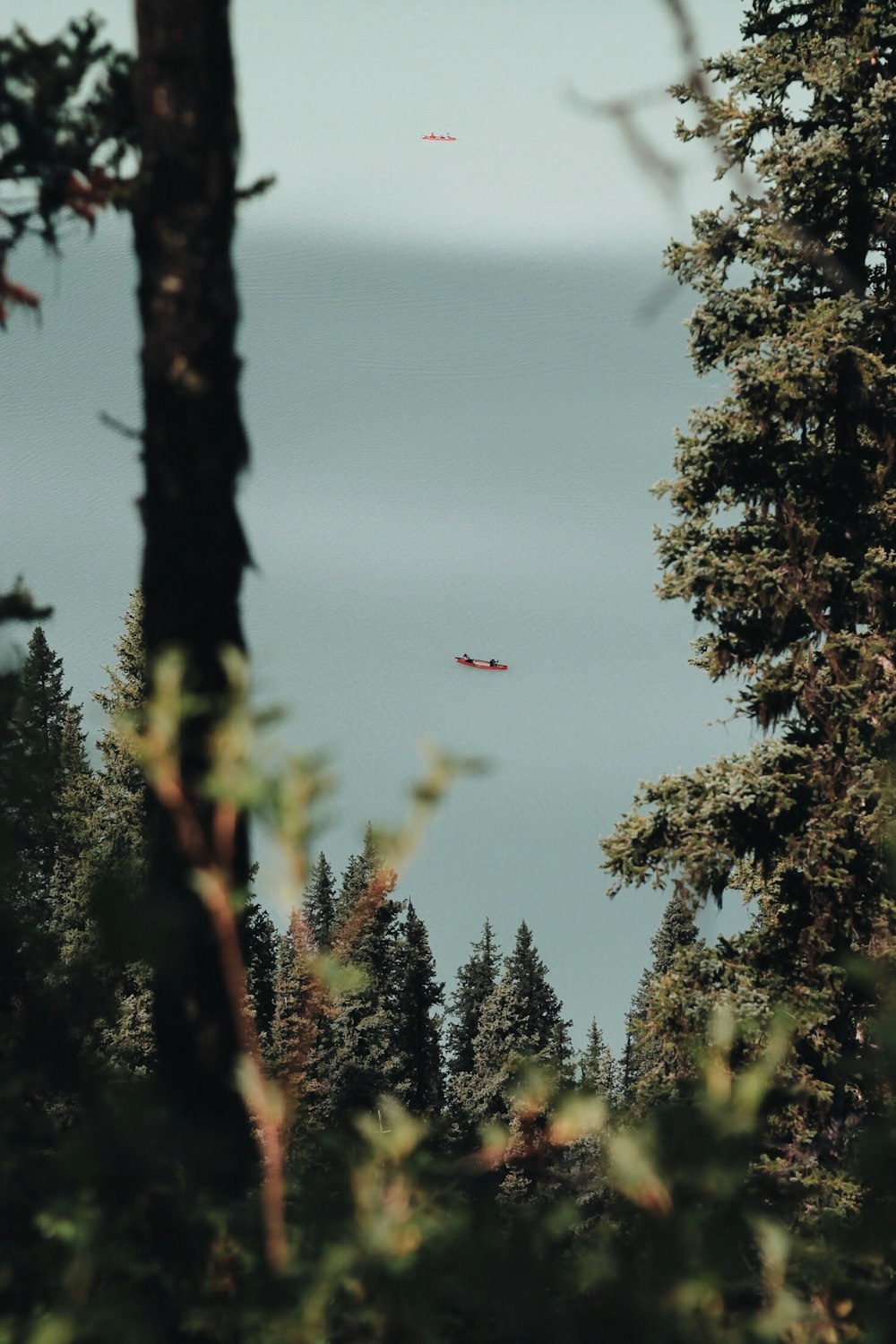 forest during daytime