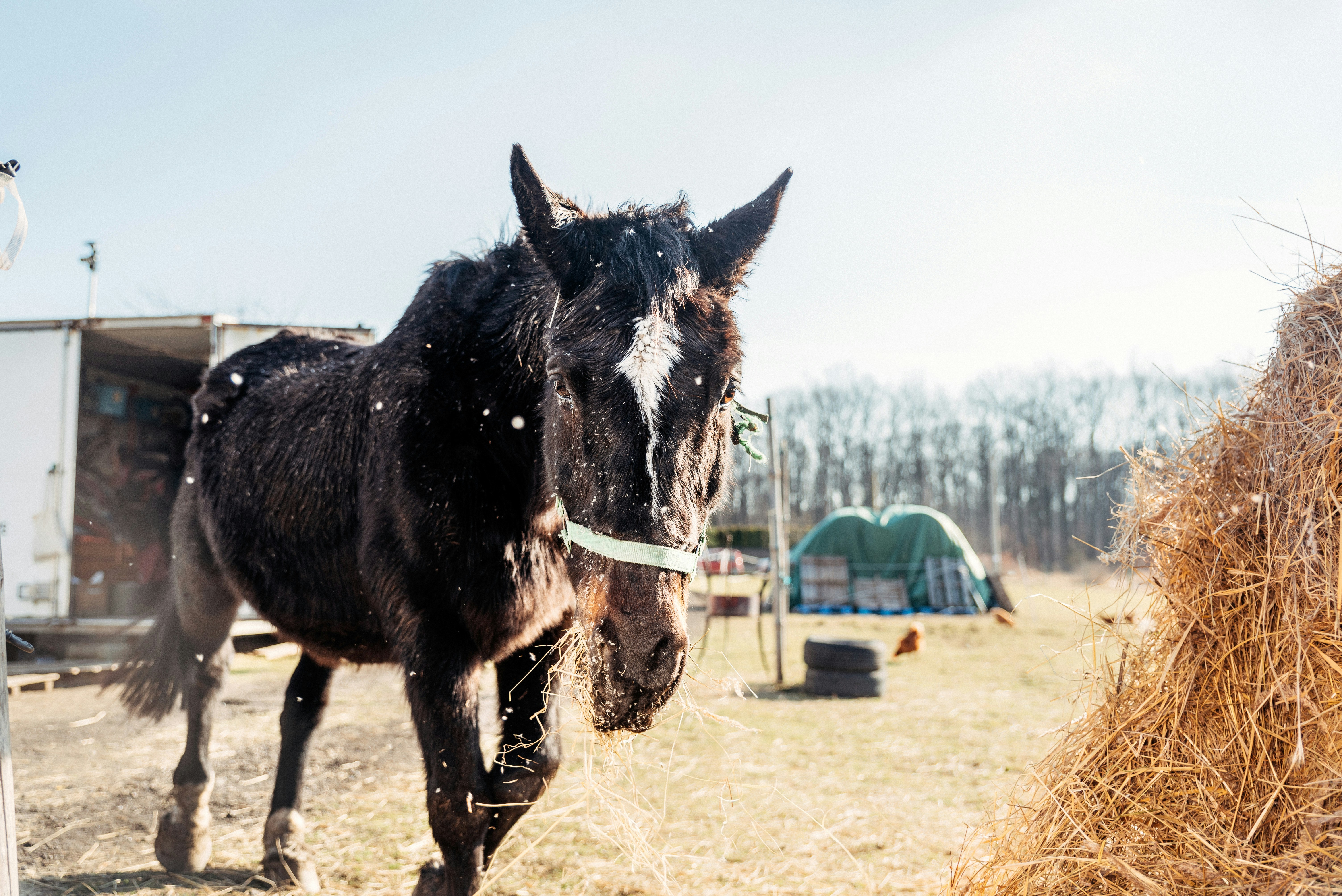 horse near food