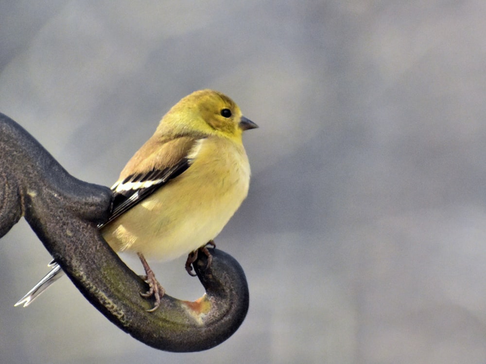 bird perched on branch