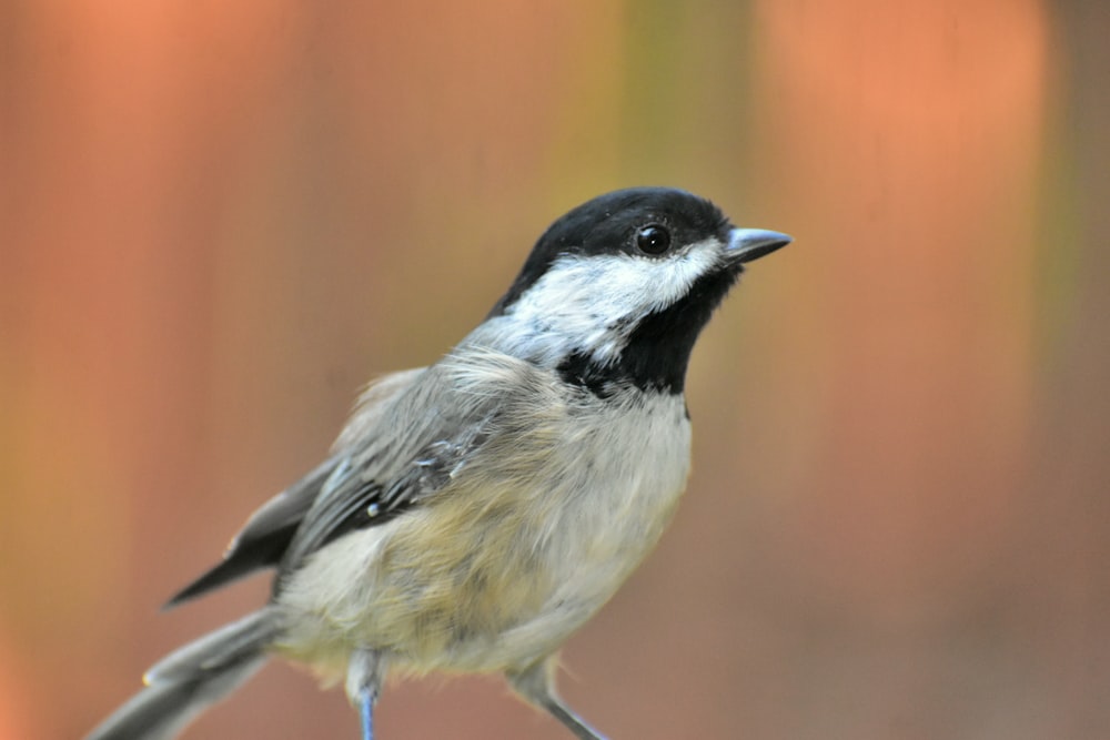 white and black small beaked bird