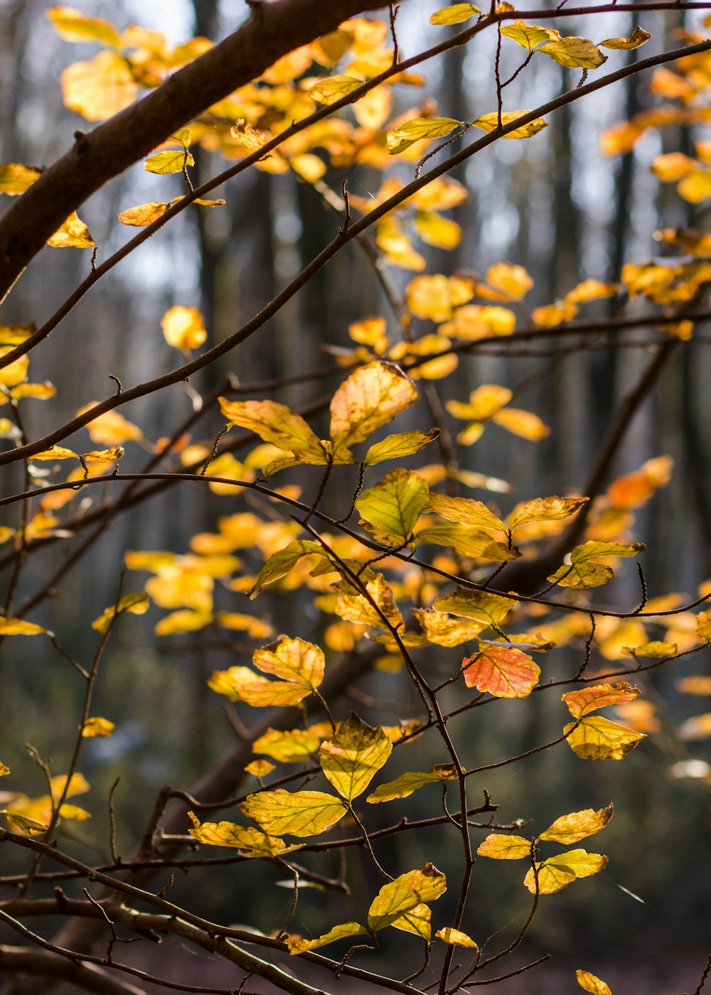 노란 잎 나무의 접사 사진
