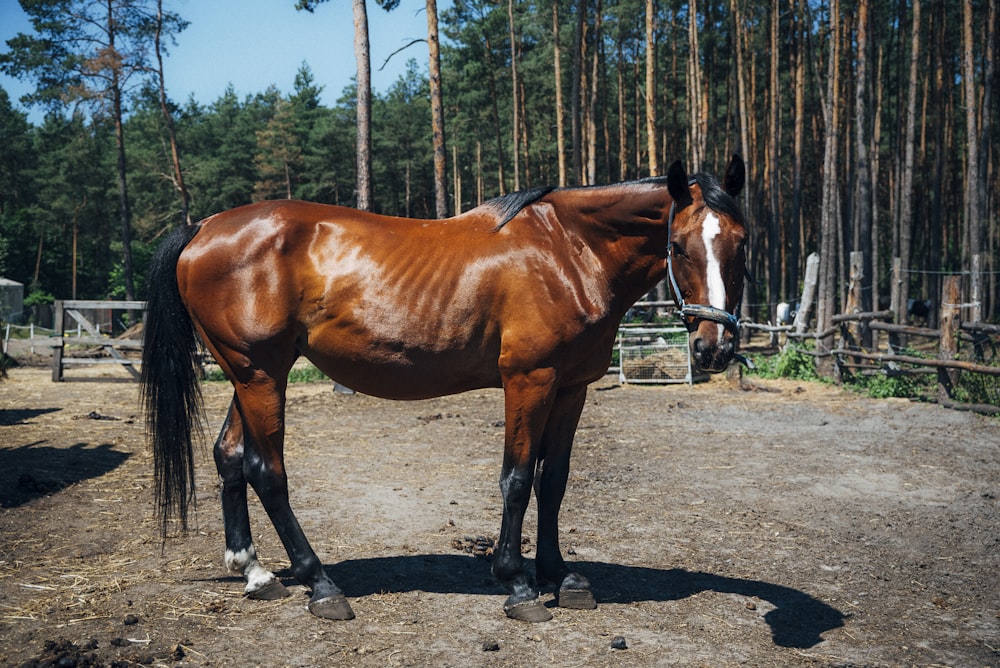 brown horse at the farm