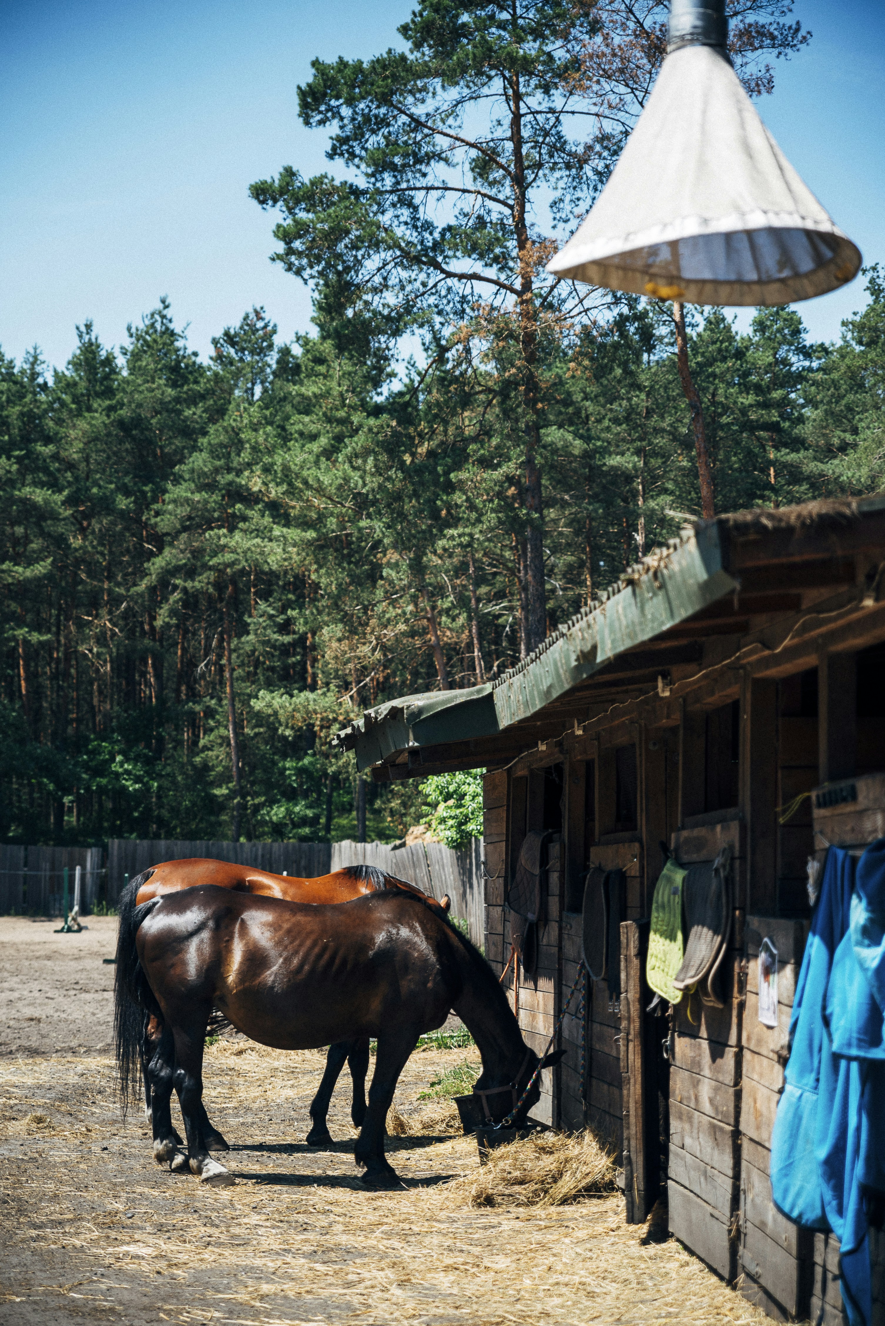brown horse in front of house