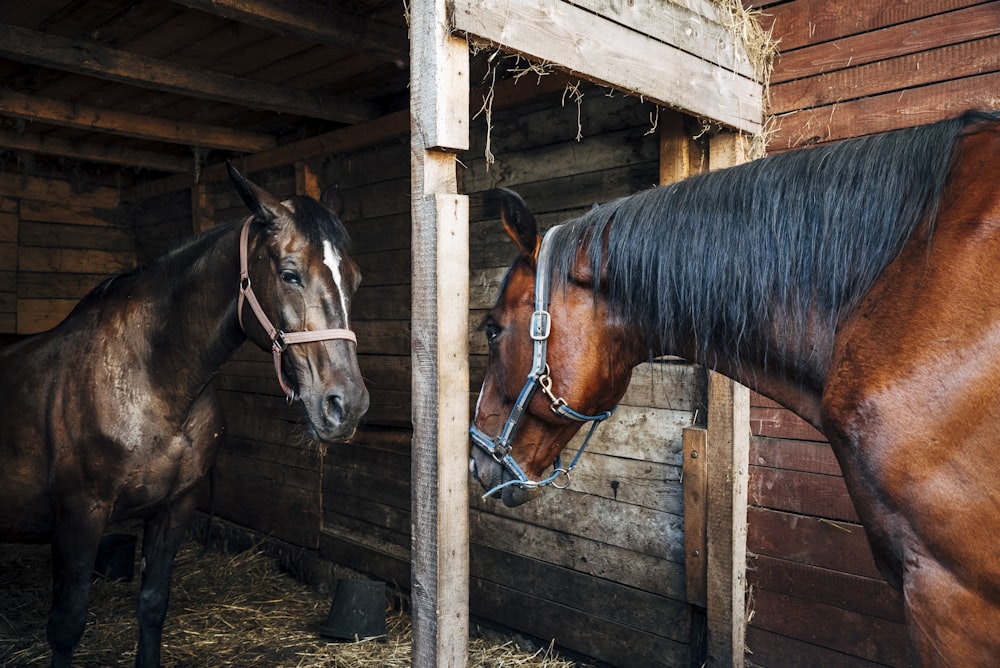 a couple of horses standing next to each other