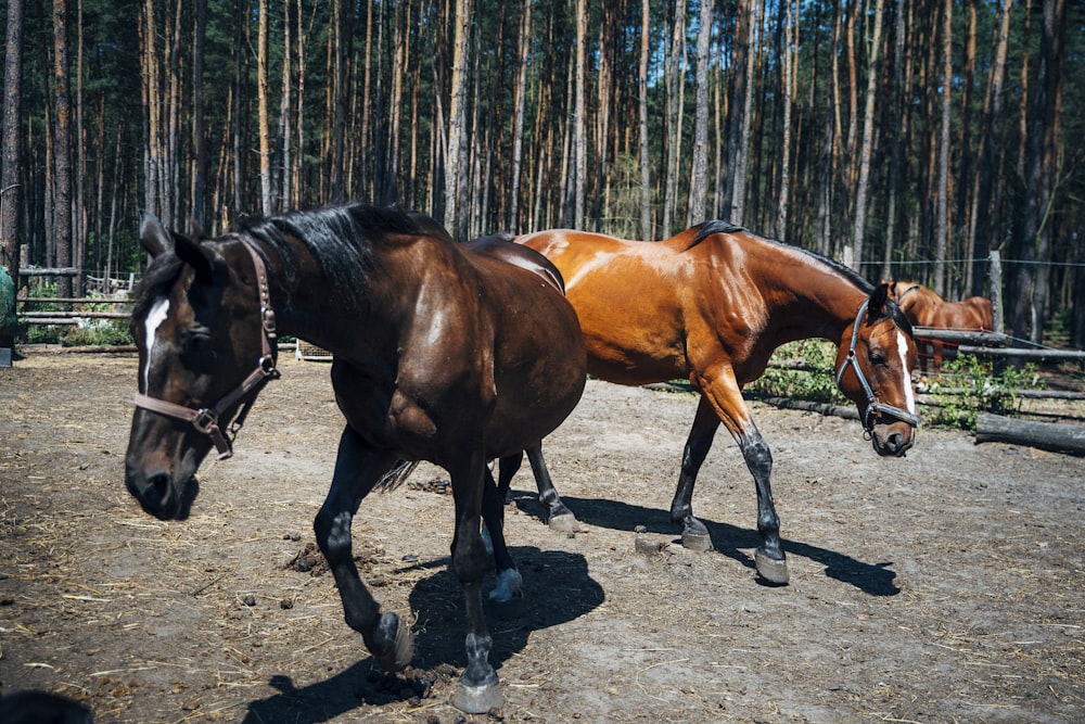 two brown horses