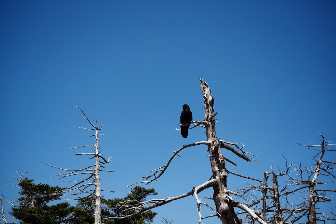 crow perching on leafless tree