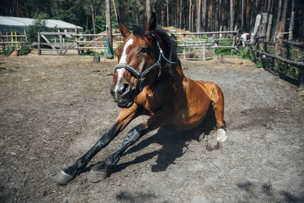 brown stallion horse on ground