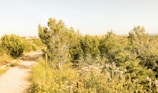 A calming scene of a nature trail lined with wildflowers and greenery.