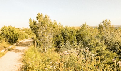 A calming scene of a nature trail lined with wildflowers and greenery.