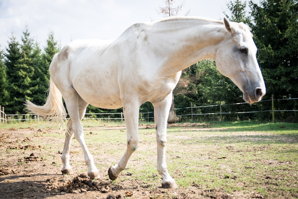 white horse near tree