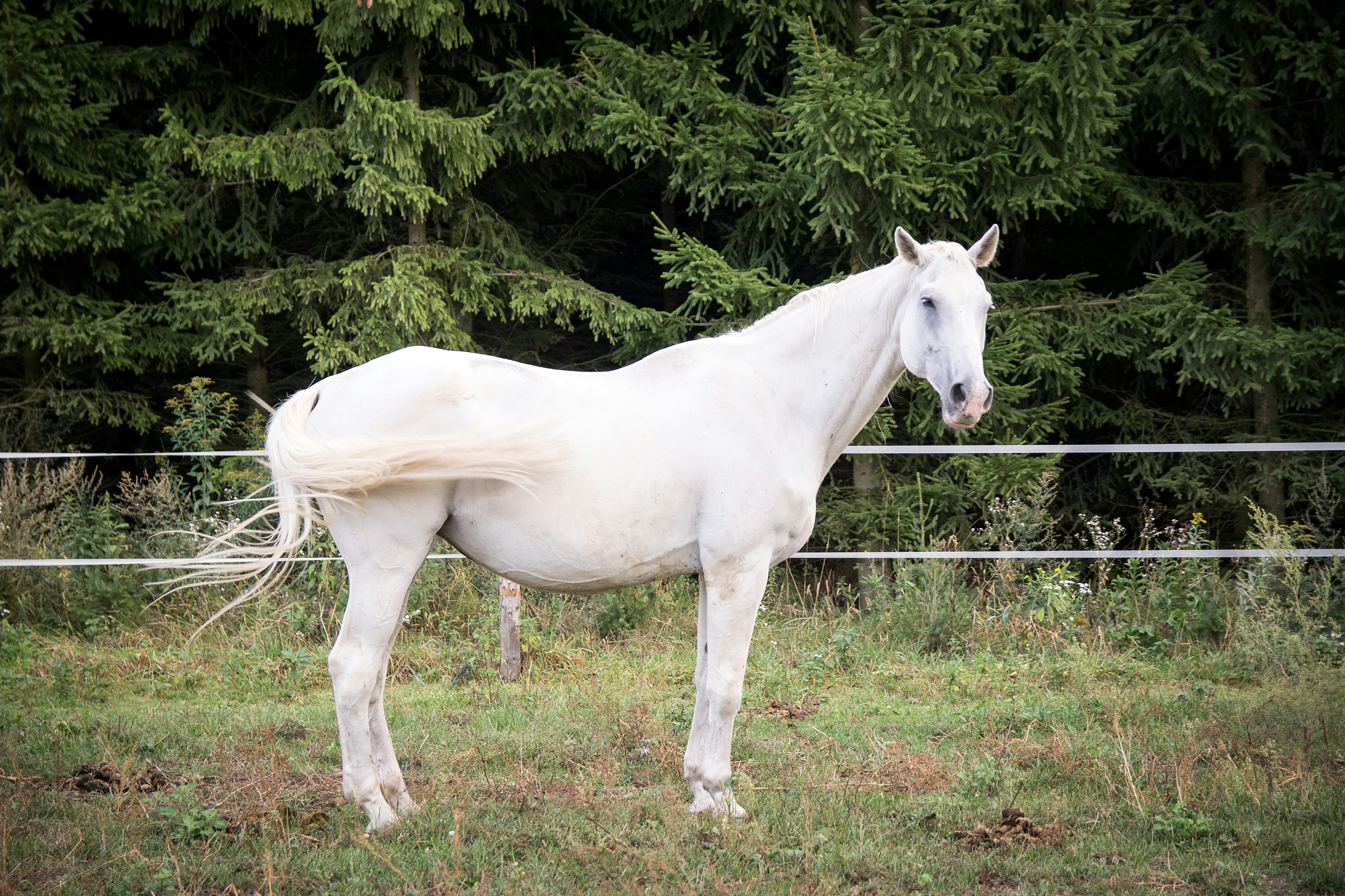 White Horse