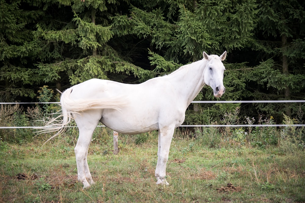 white horse standing near tree