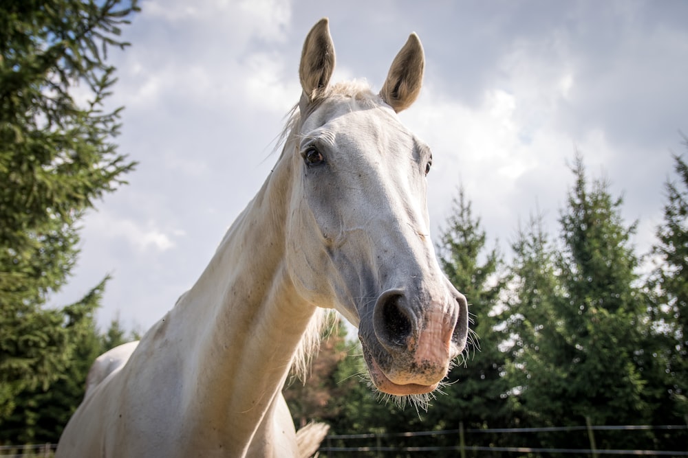 Caballo semental blanco rodeado de árboles altos y verdes