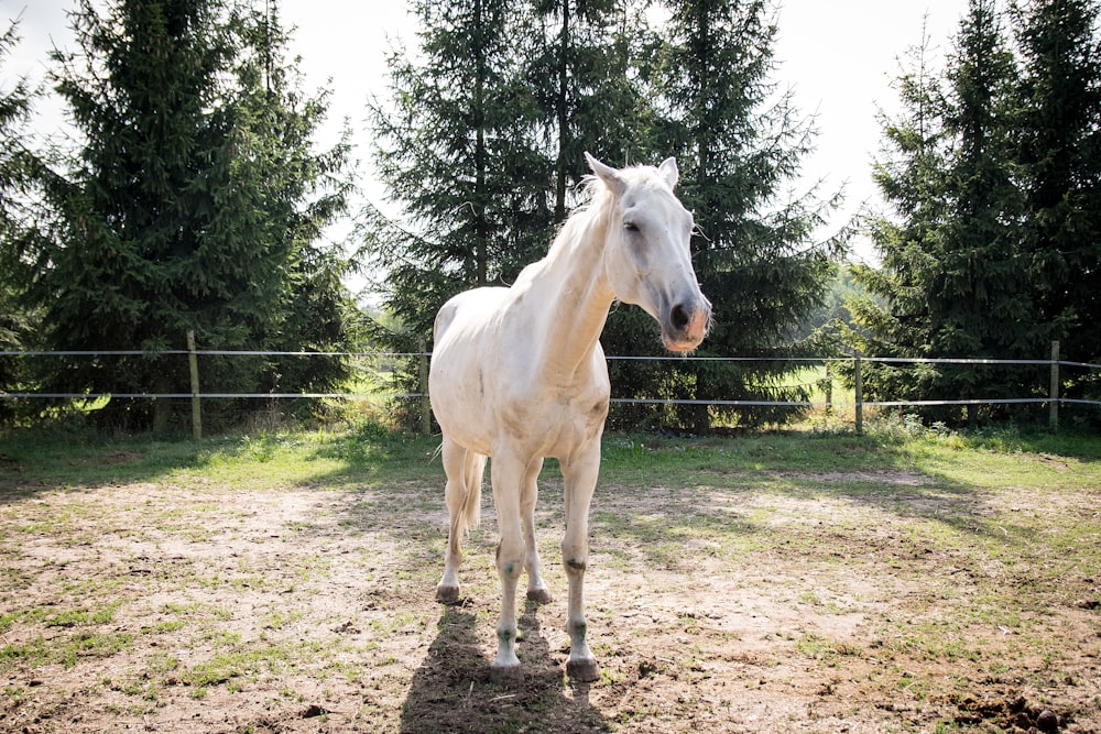 white horse near fence