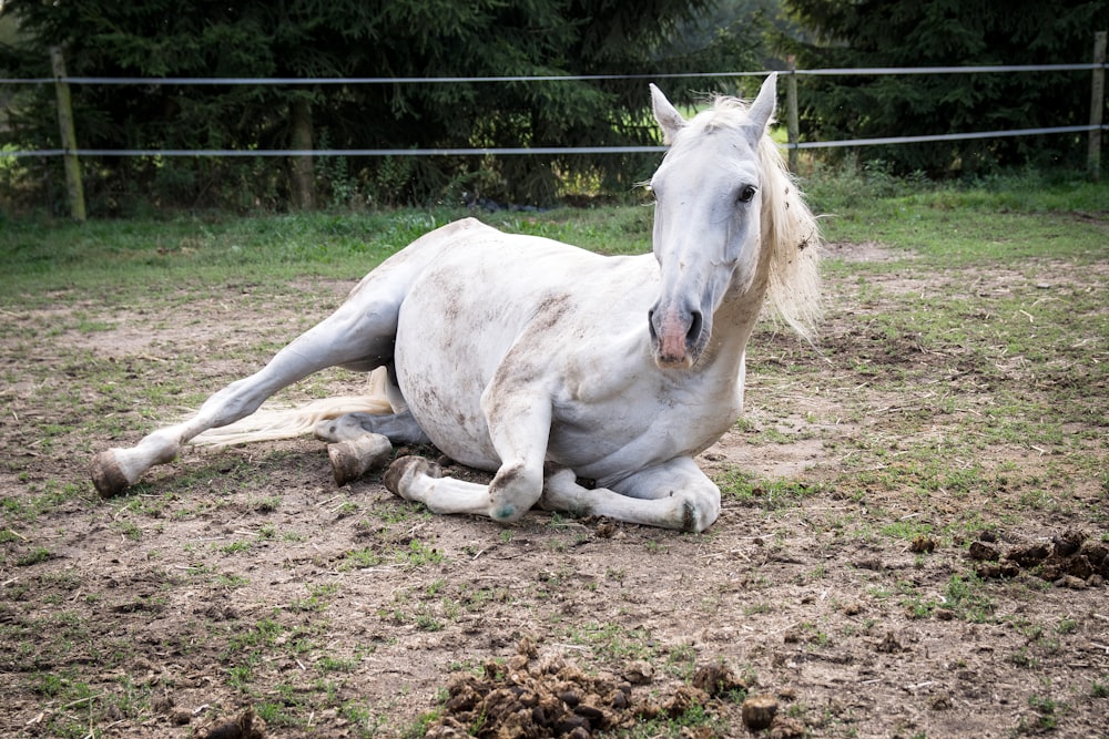 shallow focus photo of white horse