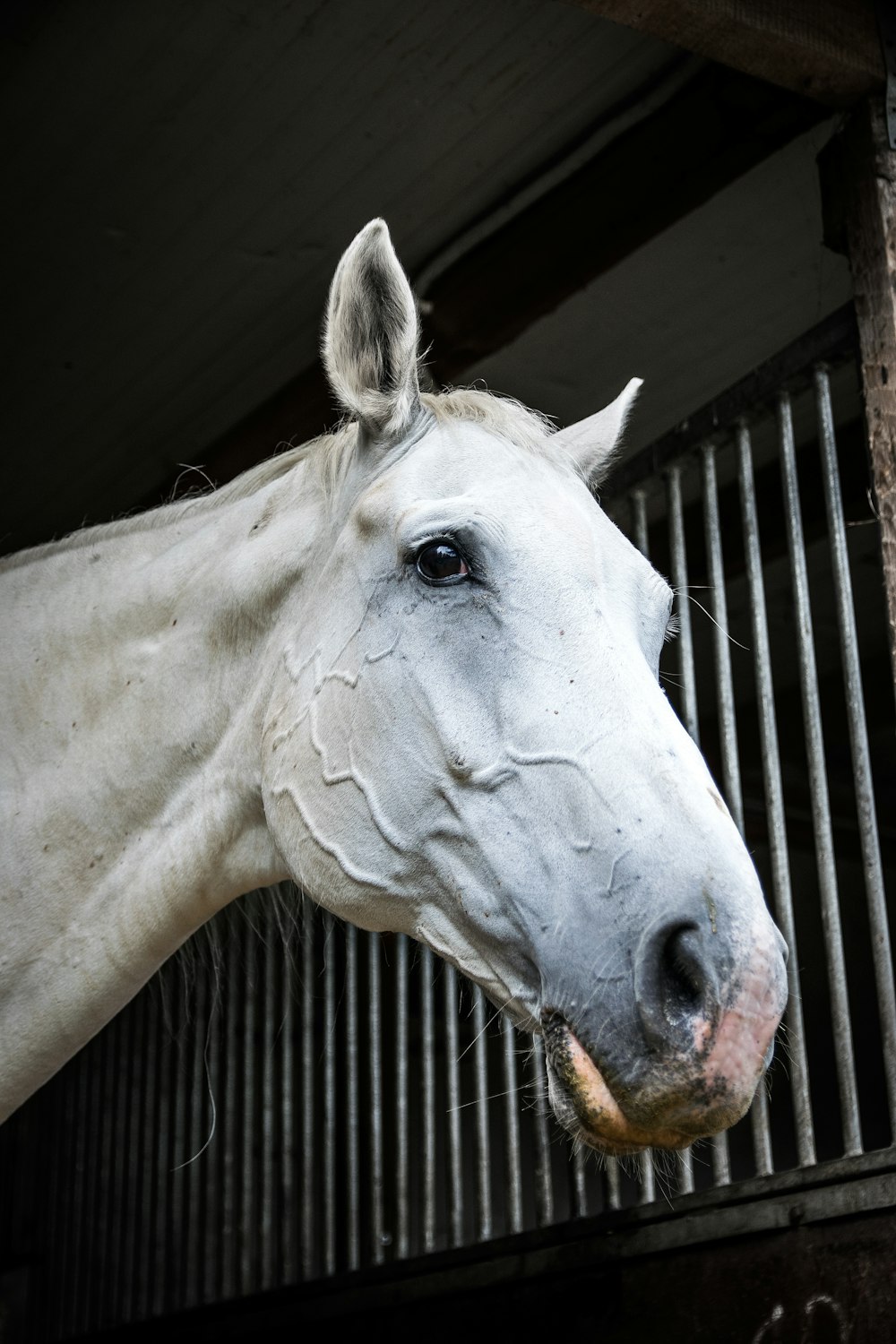 white horse