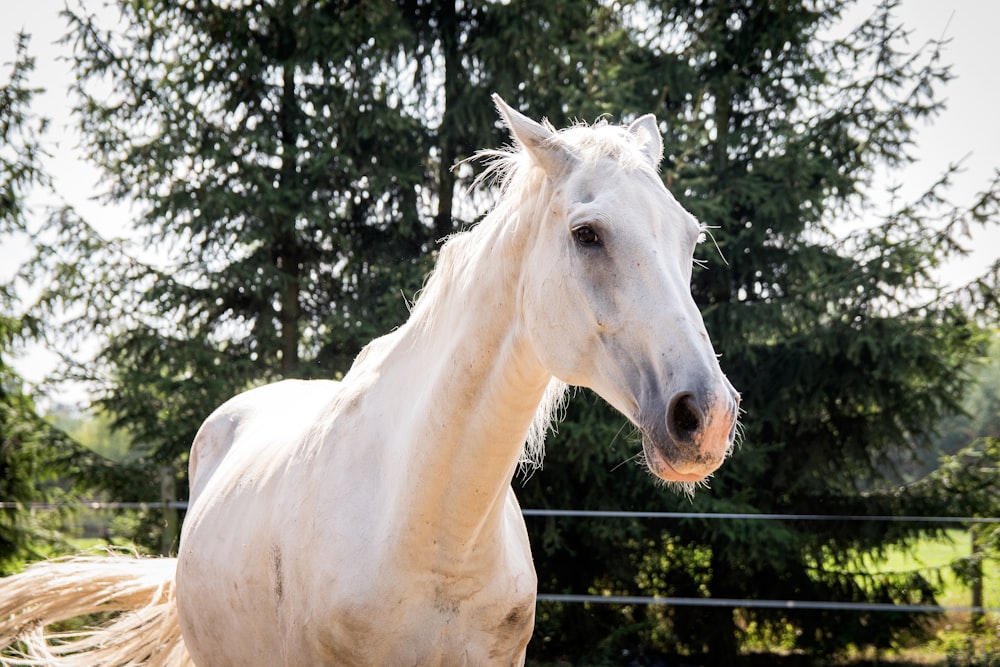 white horse near tree