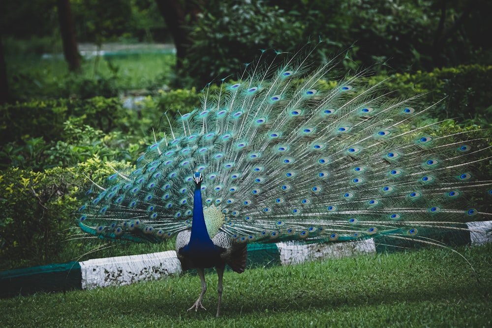 blue peacock