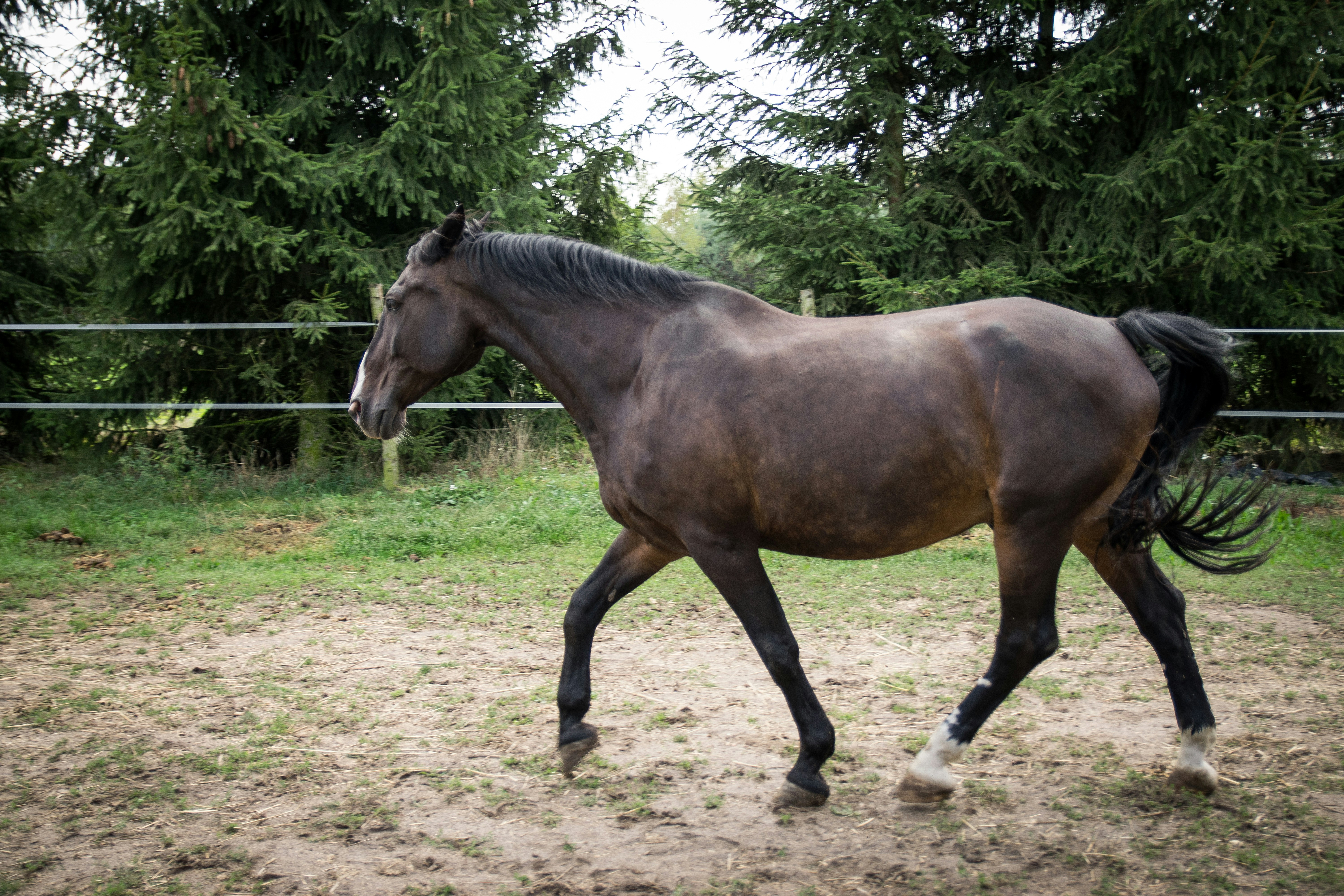brown horse galloping on area