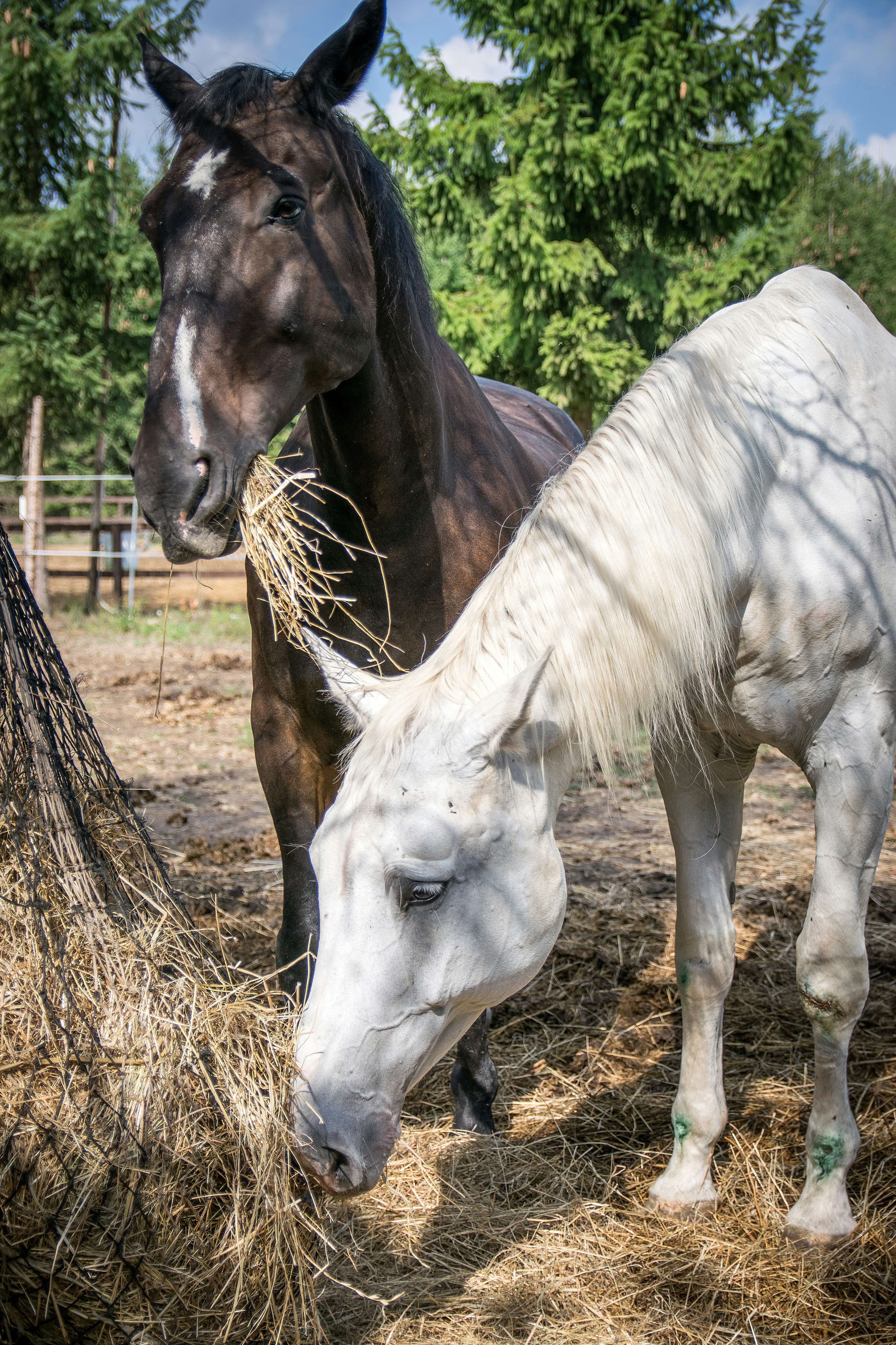 two horses eating grass