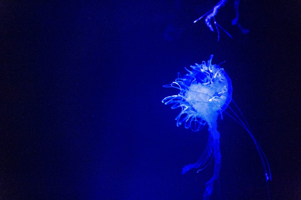 blue jelly fish