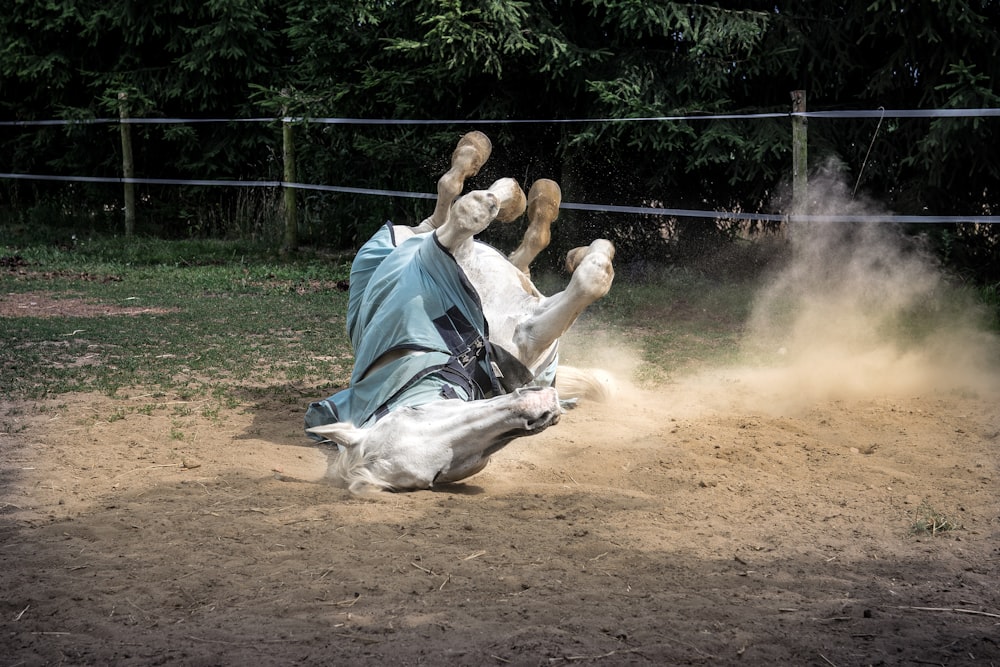 white horse on dust