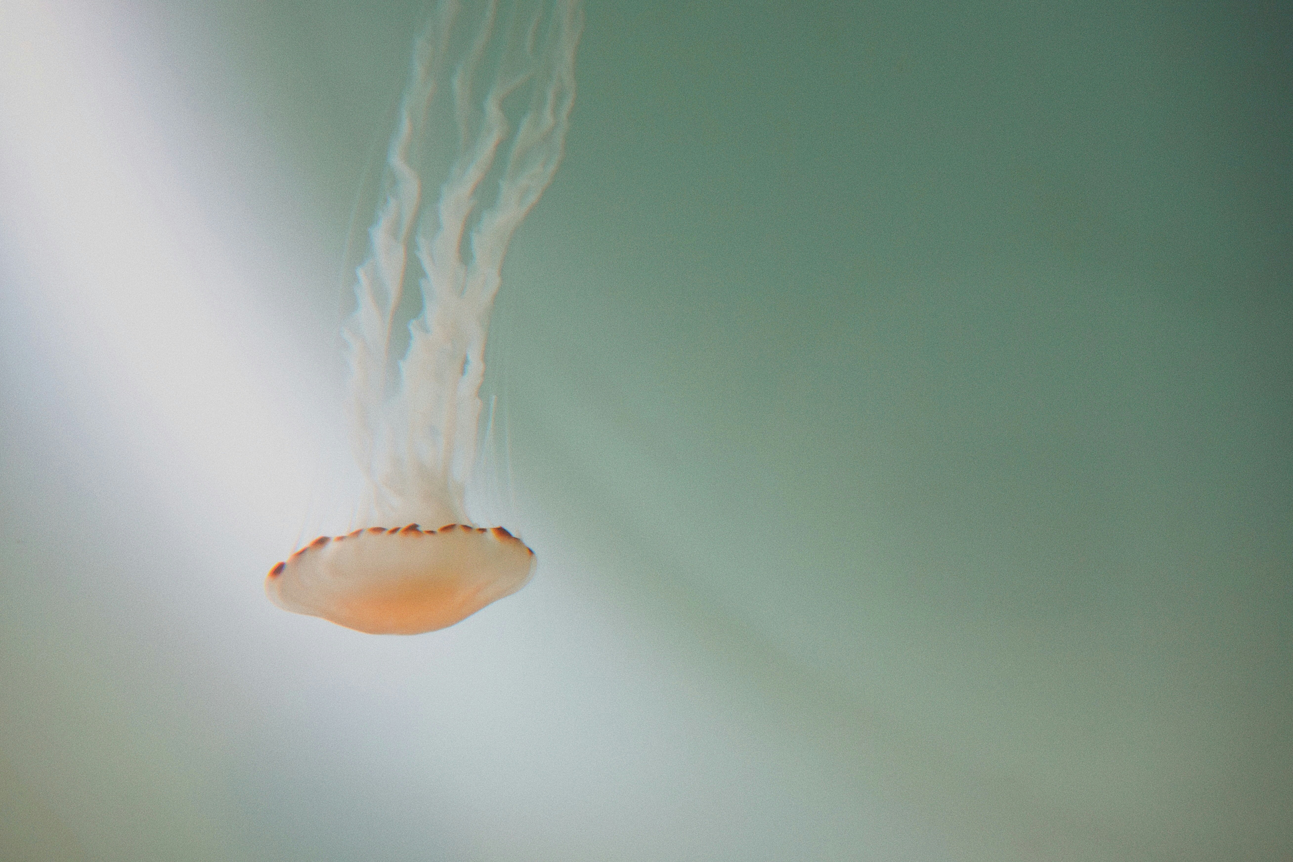 Pale jellyfish drifts through a mint-green, softly blurred underwater backdrop, its bell and trailing tentacles delicately lit.